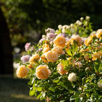 Rosa 'Roald Dahl' (315654)