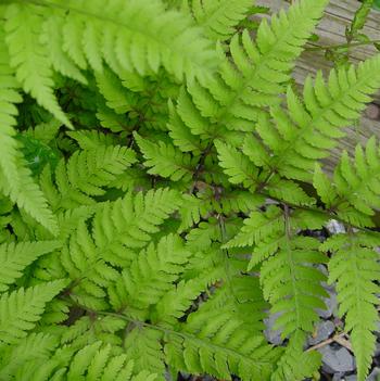 Athyrium 'Branford Rambler' 