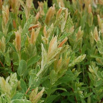 Salix integra 'Hakuro-Nishiki' 