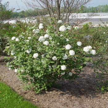 Viburnum x carlcephalum