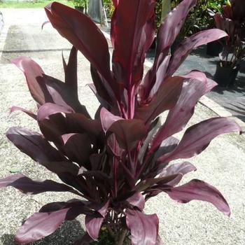 Cordyline fruticosa 'Auntie Lou' 
