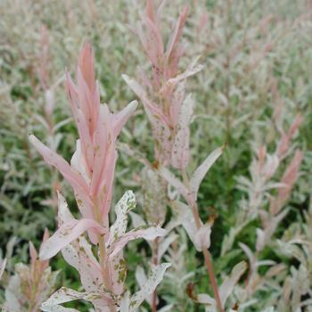 Salix integra 'Hakuro-Nishiki' (315662)