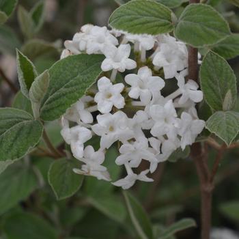 Viburnum x carlcephalum '' (315663)