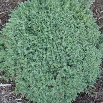 Chamaecyparis obtusa 'Blue Feathers' 