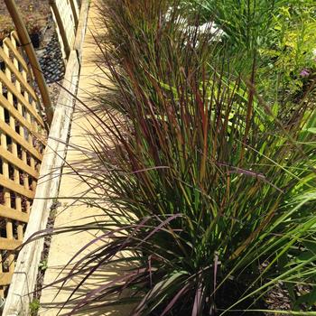Andropogon gerardii 'Red October' (315669)