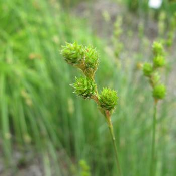 Carex bicknellii '' (315670)