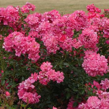 Rosa Flower Carpet&reg; '' (315673)