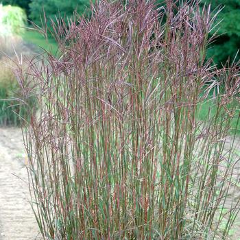 Andropogon gerardii 'Rain Dance' (315675)