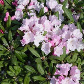 Rhododendron yakushimanum 'Crete' 