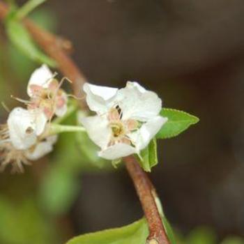 Prunus salicina 'Burgundy'