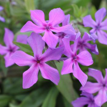 Phlox 'Jagger' PP28,778 P2