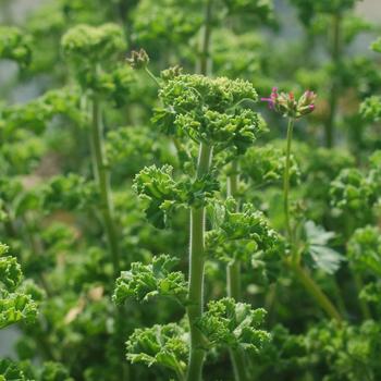 Pelargonium crispum