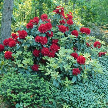 Rhododendron 'Firestorm' USPP26337P3