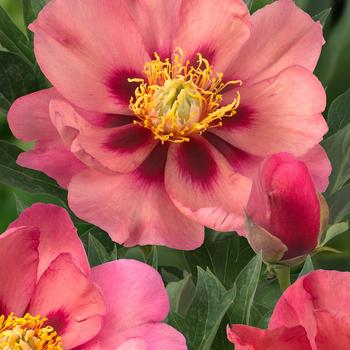 Paeonia 'Old Rose Dandy' (315683)
