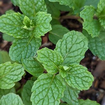 Mentha spicata 'Mojito Cocktail Mint' 