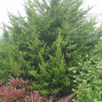 Juniperus scopulorum