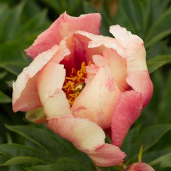Paeonia 'Old Rose Dandy' 