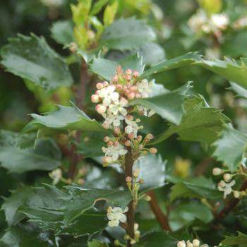 Ilex x meserveae 'Blue Prince' 