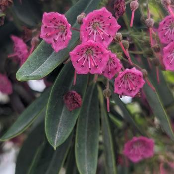 Kalmia angustifolia