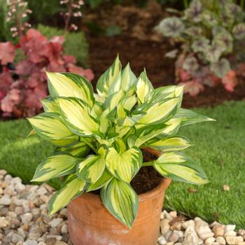 Hosta 'Colored Hulk'