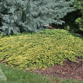 Juniperus horizontalis 'Golden Carpet' 