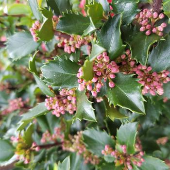 Ilex x meserveae 'Blue Prince' (315698)