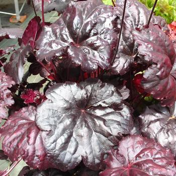 Heuchera 'Black Sea&reg;' PP25,206