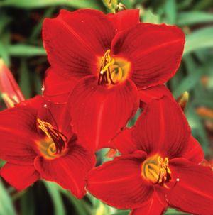 Hemerocallis 'Frankly Scarlet' 