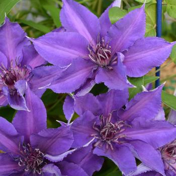 Clematis 'Edda&trade;' (315704)