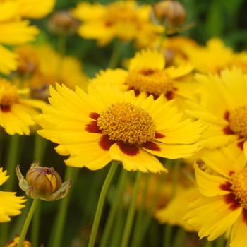 Coreopsis 'Tequila Sunrise' 