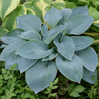 Hosta 'Wishing Well' 