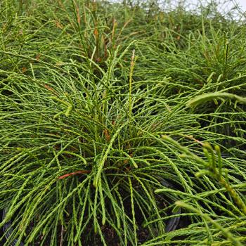 Thuja plicata 'Whipcord' 
