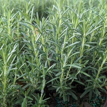 Rosmarinus officinalis 'Arp' 