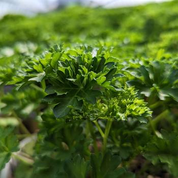 Petroselinum crispum 'Triple Curled'