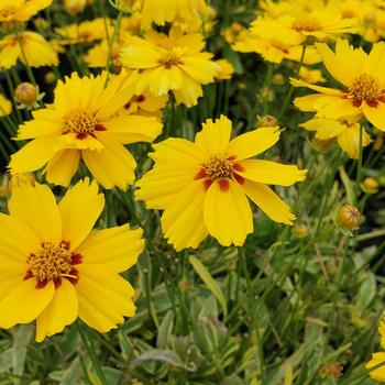 Coreopsis 'Tequila Sunrise' (315711)