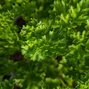 Petroselinum crispum 'Triple Curled' (315714)
