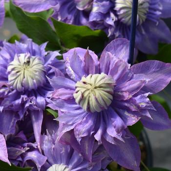Clematis viticella 'Evipo039' PP20638