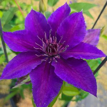 Clematis 'Edda&trade;' (315718)