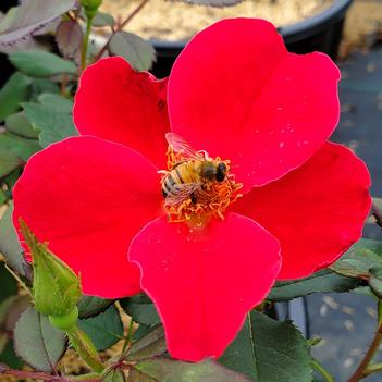 Rosa 'Miracle on the Hudson&reg:' 