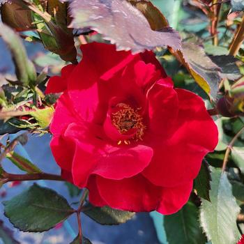 Rosa 'Miracle on the Hudson&reg:' (315722)