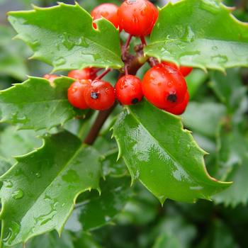 Ilex x meserveae 'Blue Princess' 