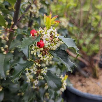 Ilex x meserveae 'Blue Princess' (315725)
