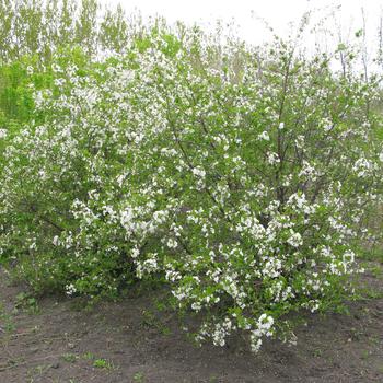 Prunus fruticosa x cerasus 'Carmine Jewel&trade;' 17,195