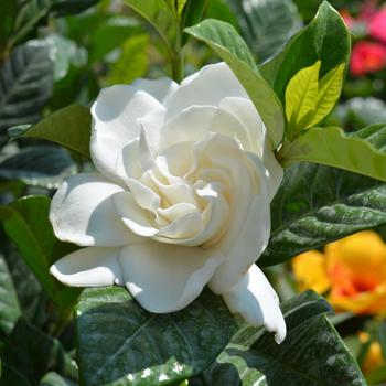 Gardenia jasminoides 'Aimee' PP25951P2