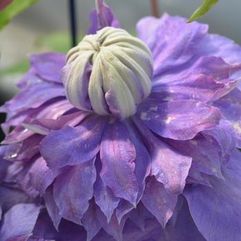 Clematis viticella Regal&reg; 'Diamantina&trade;' (315728)