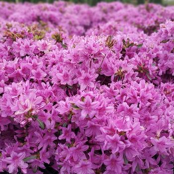 Rhododendron yedoense var. poukhanense 'Compacta' (315729)