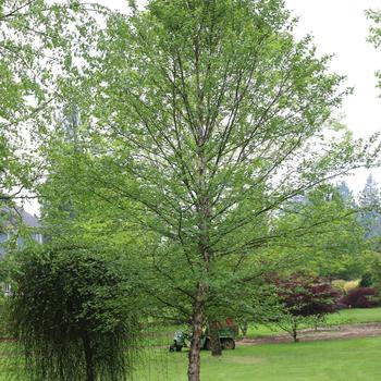 Betula nigra 'Whit XXV' PP16573