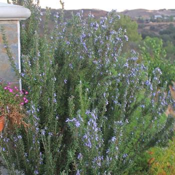 Rosmarinus officinalis 'Spice Islands'