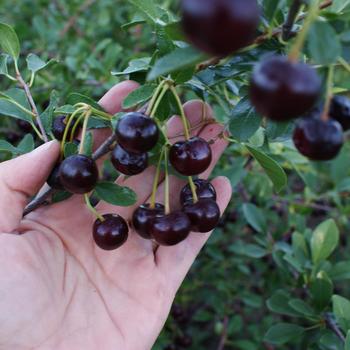 Prunus fruticosa x cerasus 'Carmine Jewel&trade;' (315733)