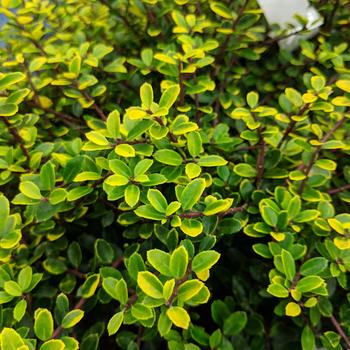 Ilex crenata 'Golden Helleri' 